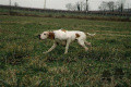 Pedigree SEMEGHINI ESTER Pedigree SEMEGHINI ESTER